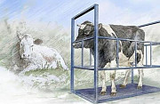 Платформенные весы для взвешивания скота Белорецк