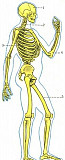 Скелет человека 85 см Калуга