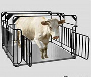 Электронные весы для взвешивания скота на 1500 кг Иркутск