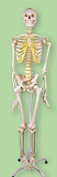 Скелет человека 85 см на подставке Калуга