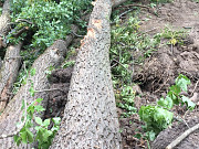 Дубовый кругляк (покупаем) Брянск