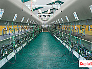 Доильный зал параллель GEA Westfalia Санкт-Петербург