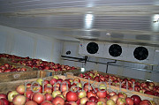 Холодильное оборудование для овощей, фруктов и ягод. Регулируемая газовая среда. Краснодар