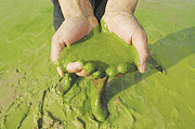 Оборудование сбора и переработки сине-зеленых водорослей в удобрения и корма Астрахань